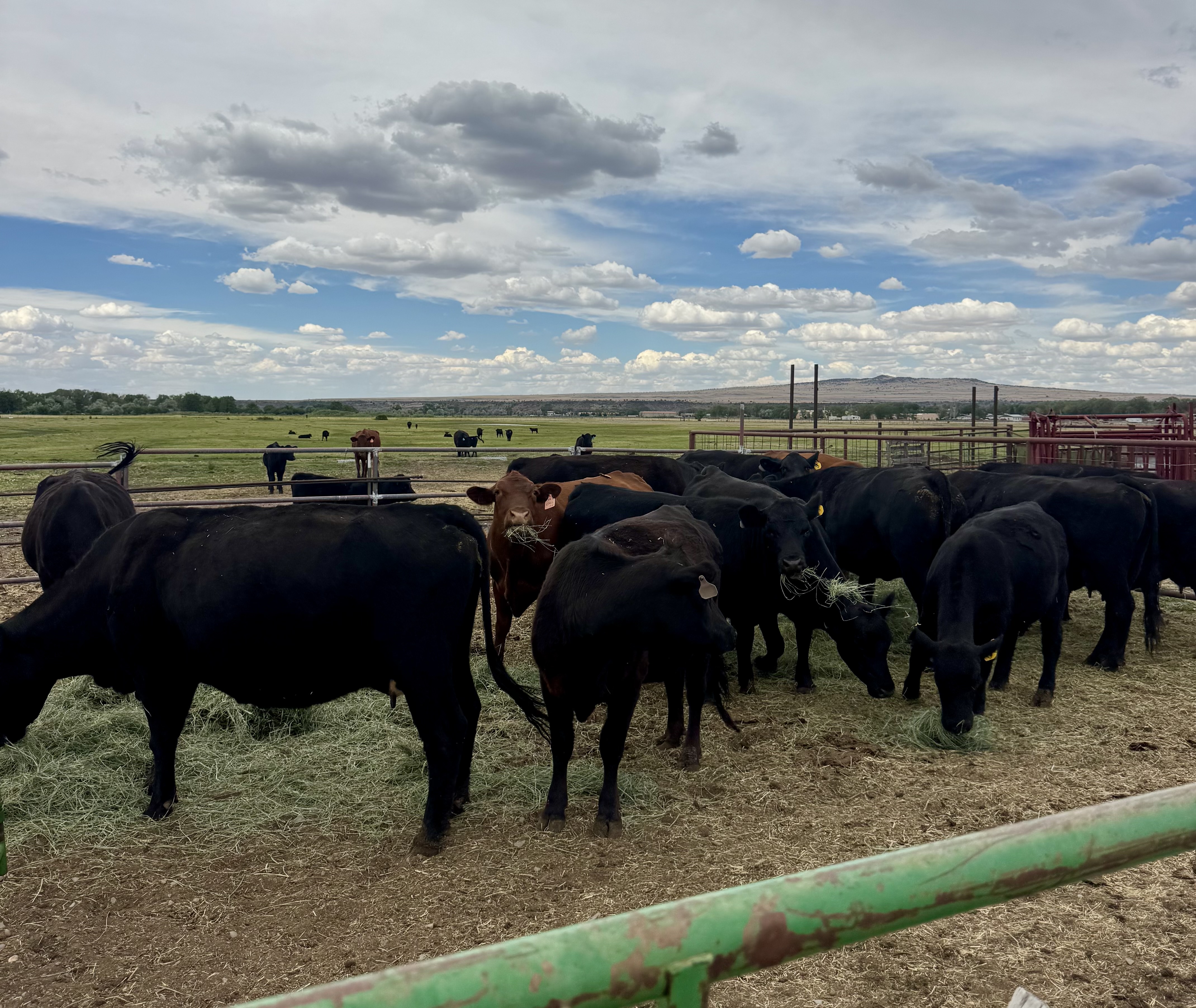 Calves grazing on pasture