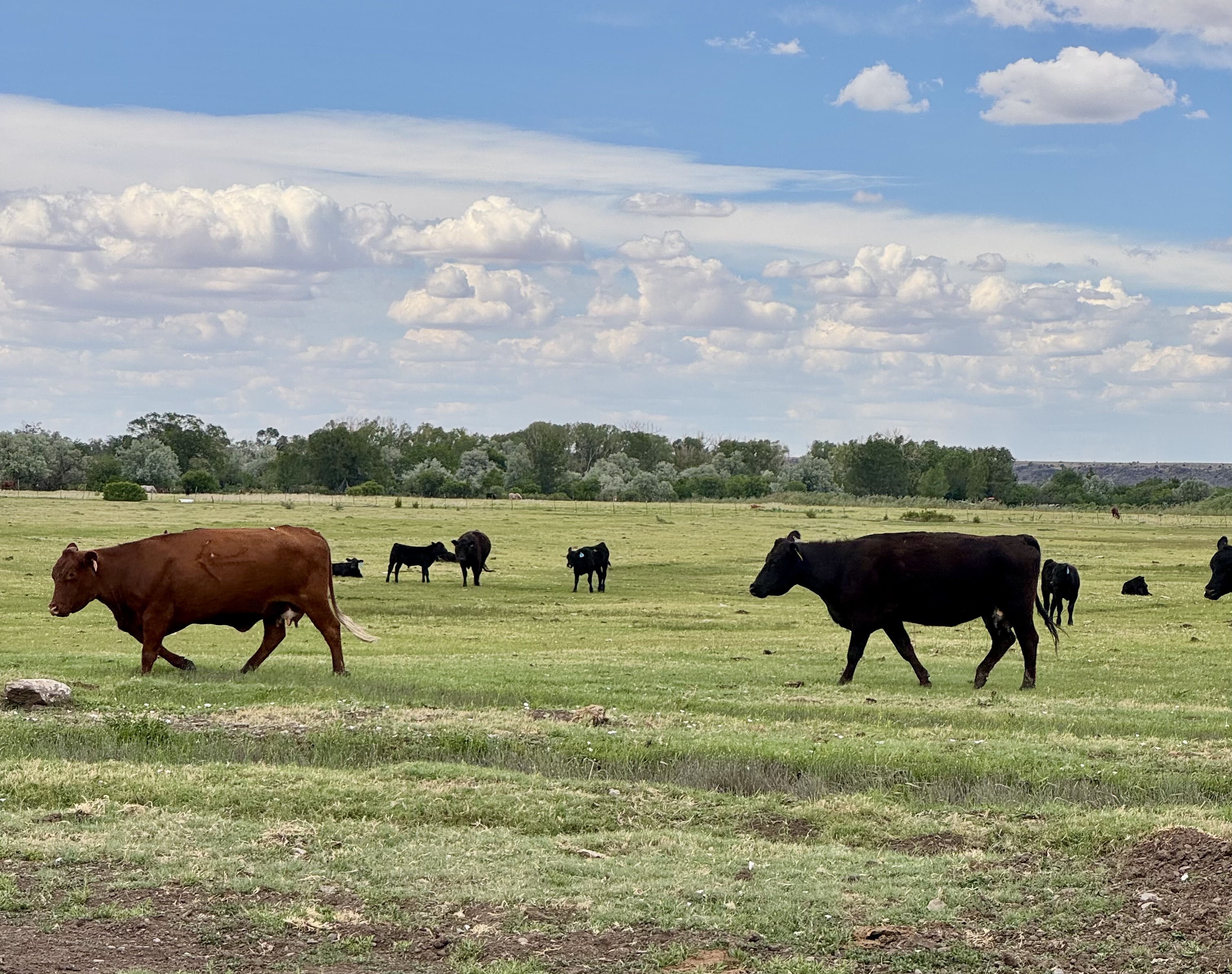 Cattle walking in the field