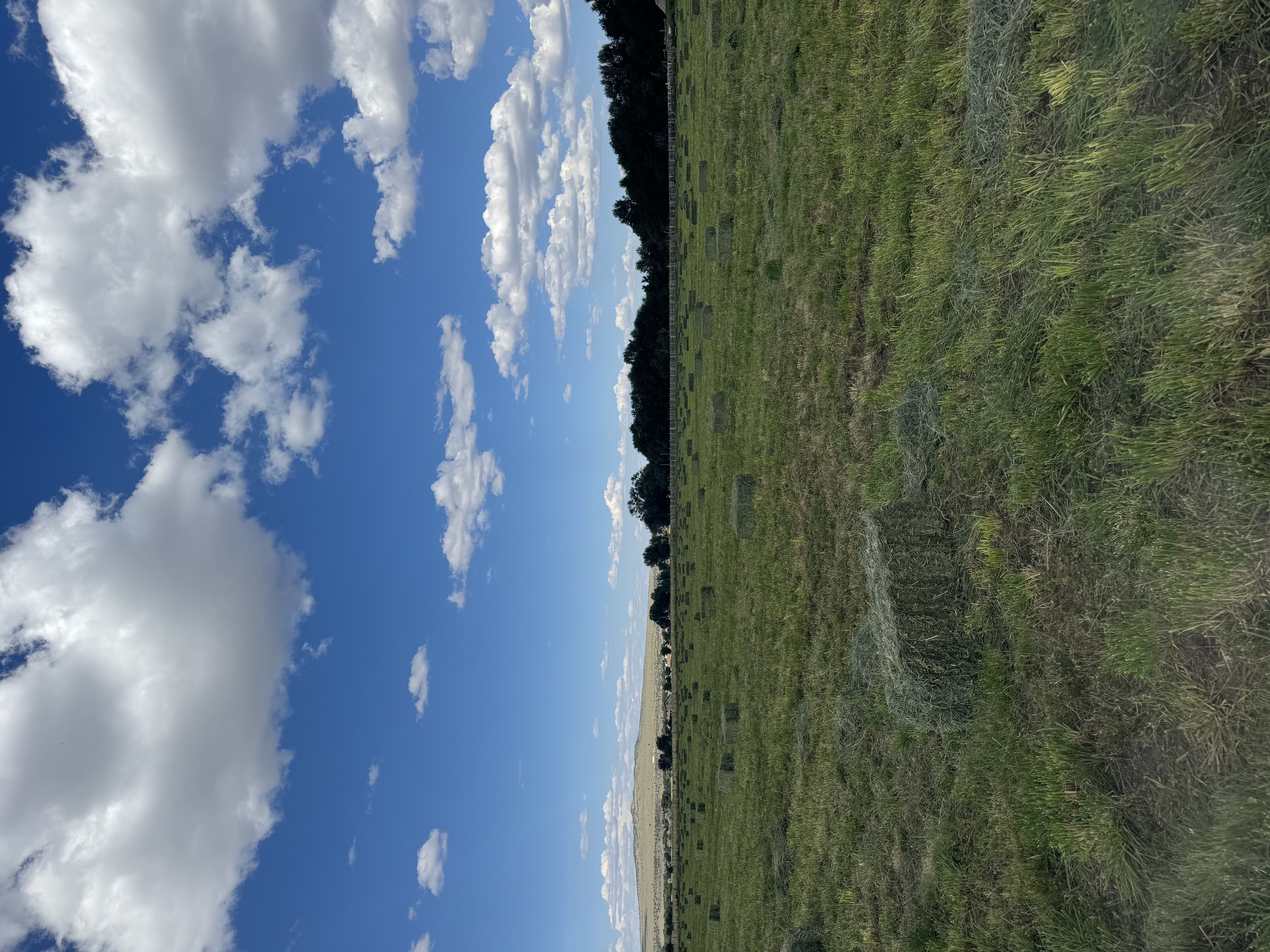 Hay bales in the field