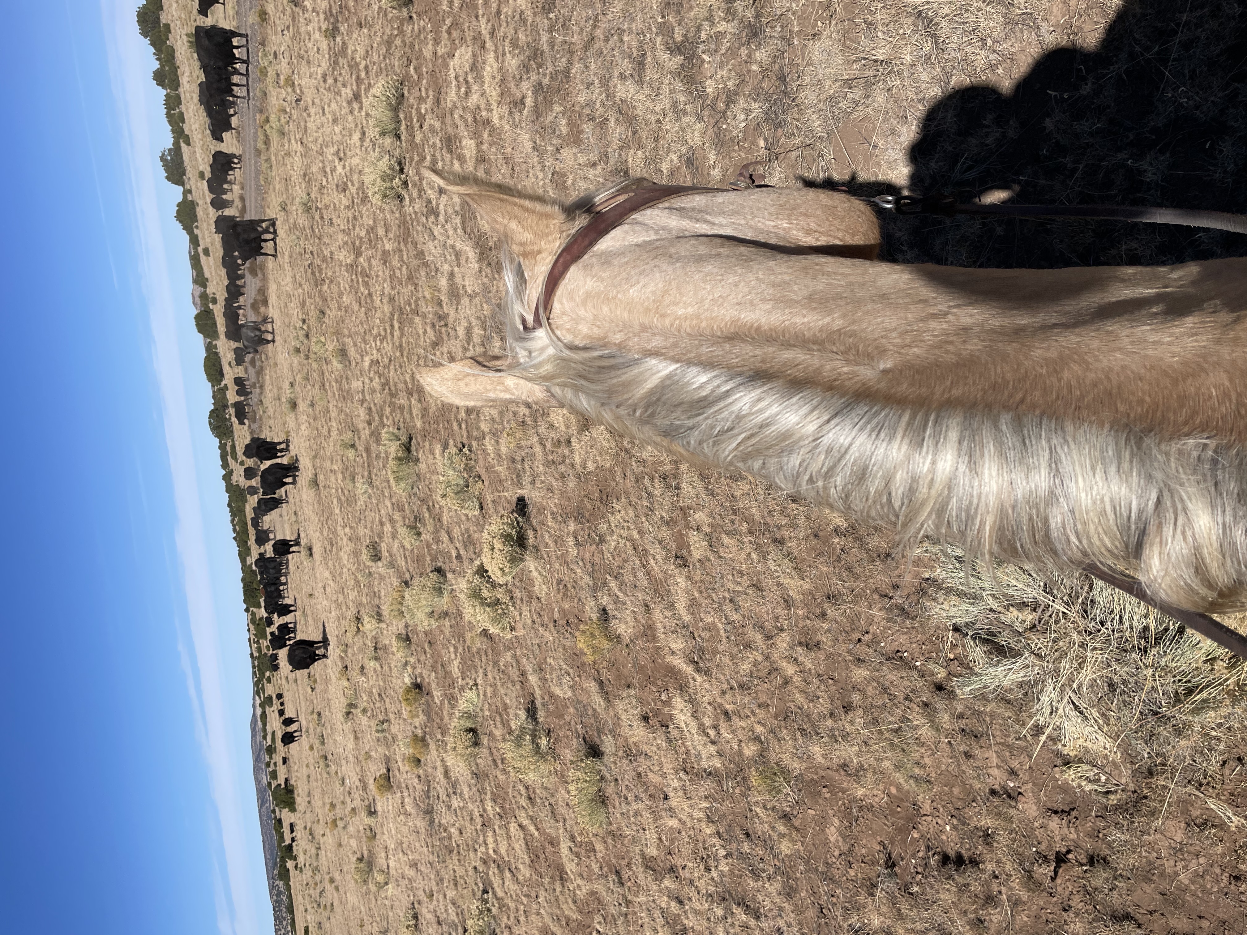 Herding cattle on horseback