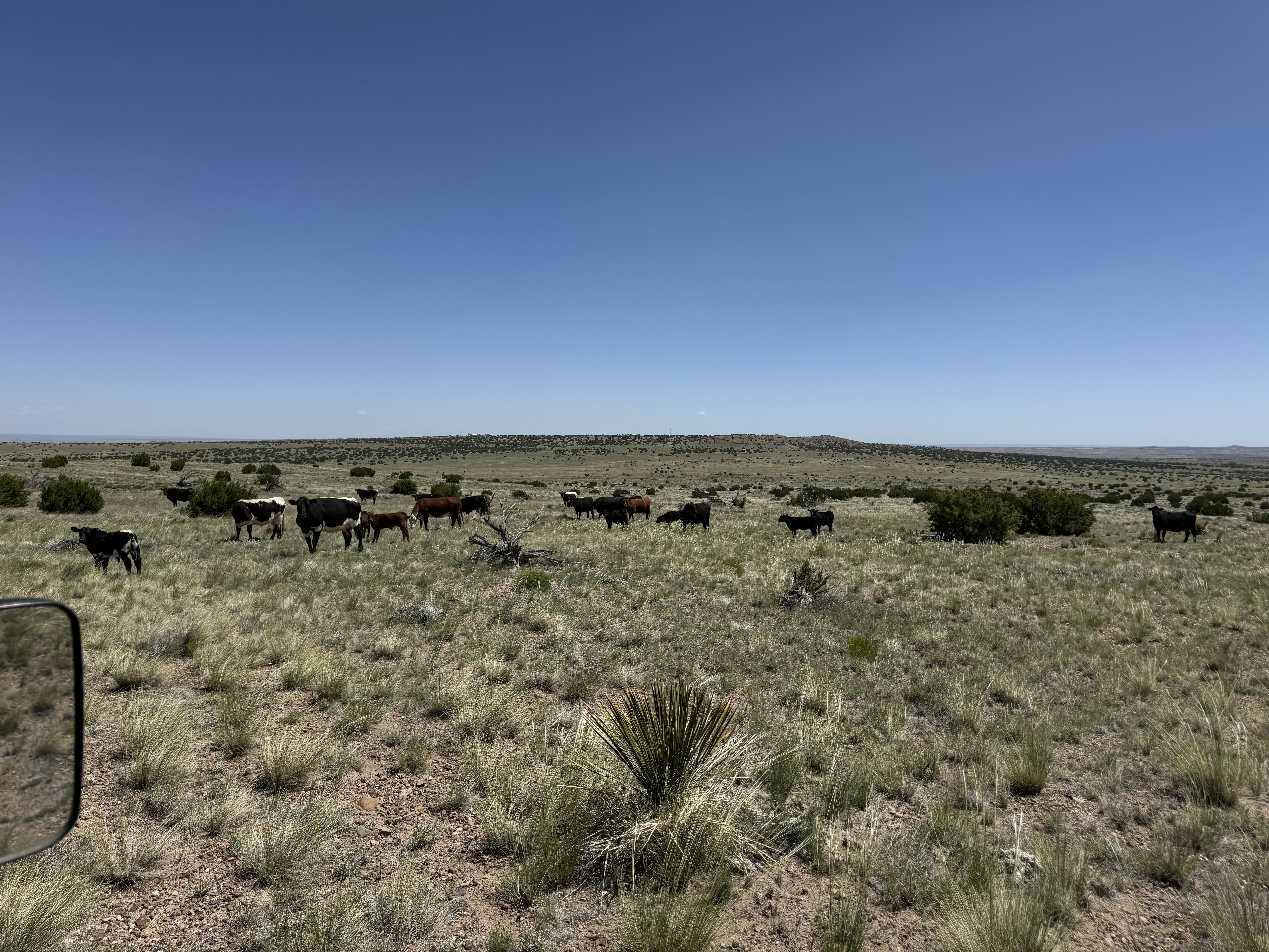 Cattle on open Arizona range